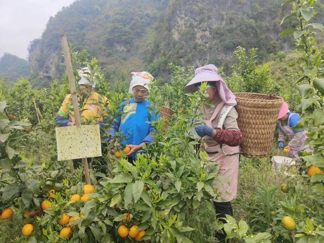 种植沃柑赚钱吗_种沃柑前景怎样_沃柑种植致富