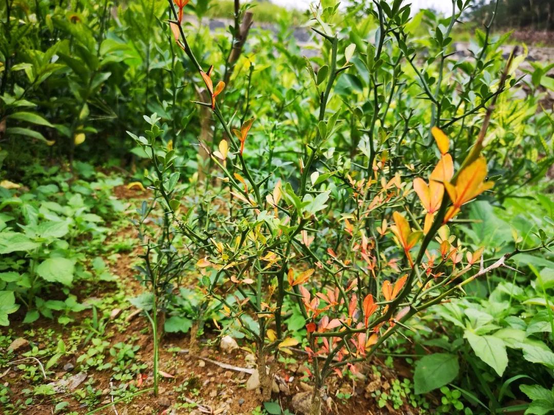 沃柑种植致富_沃柑种植成本与收益_种沃柑前景怎样