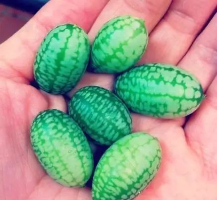 迷你冬瓜种植致富_迷你小冬瓜种植技术视频_小型冬瓜栽培技术视频
