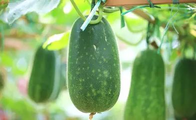 小型冬瓜栽培技术视频_迷你冬瓜种植致富_迷你小冬瓜种植技术视频