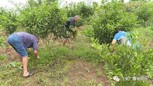 三七种植投资_种植三七致富故事_致富种植三七故事简介