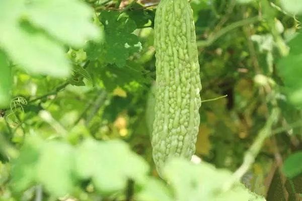 苦瓜种植家庭技术视频教程_苦瓜种植家庭技术与管理_家庭苦瓜种植技术