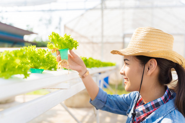 农村北方种植什么挣钱_北方农村种植致富项目_致富北方种植农村项目有哪些