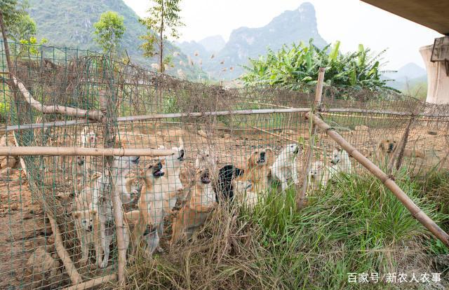 全国肉狗养殖技术_肉狗养殖产业_肉狗养殖市场前景