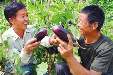 西红柿批发市场价格