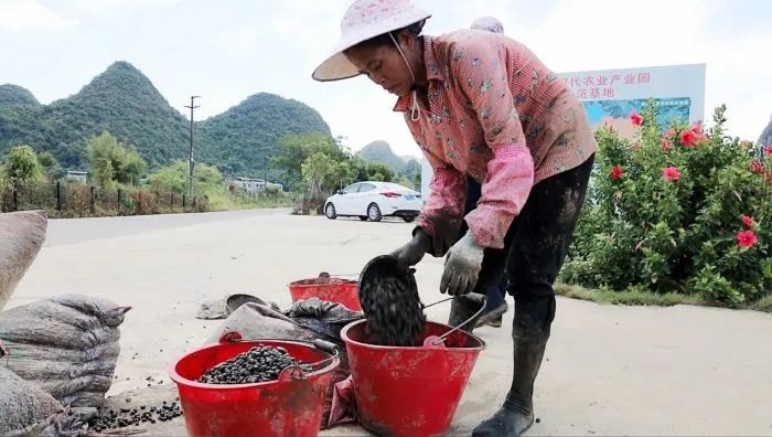 养殖螺蛳在致富经里有吗_螺蛳养殖前景_养殖的螺蛳有寄生虫吗