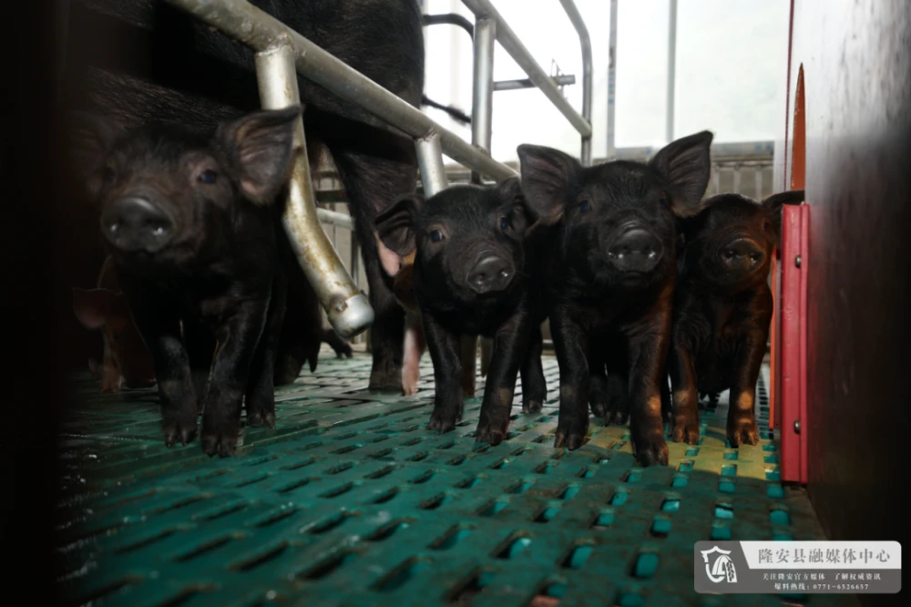 宿舍致富养殖_宿舍养殖植物_宿舍养猪图片