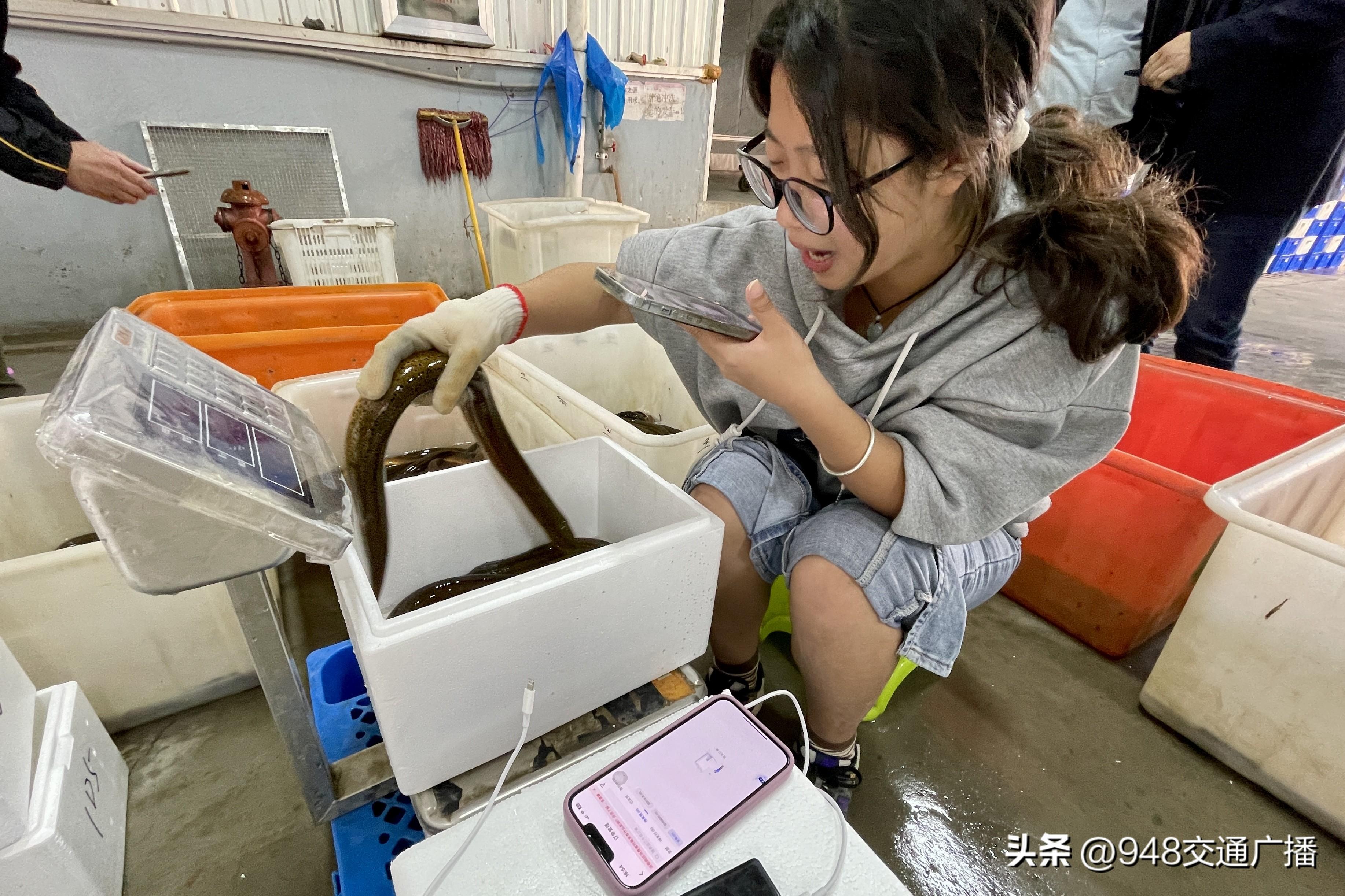 黄鳝视频养殖技术教程_黄鳝养殖视屏_黄鳝黄鳝养殖技术视频