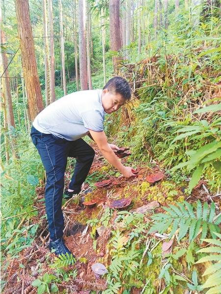 瑶山瑶药好 遍种“摇钱草” ——金秀瑶族自治县林下种药产业勃兴