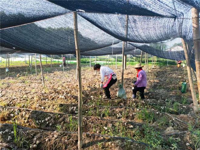 广东中药种植基地_广东种什么中药最赚钱_广东种植中药致富