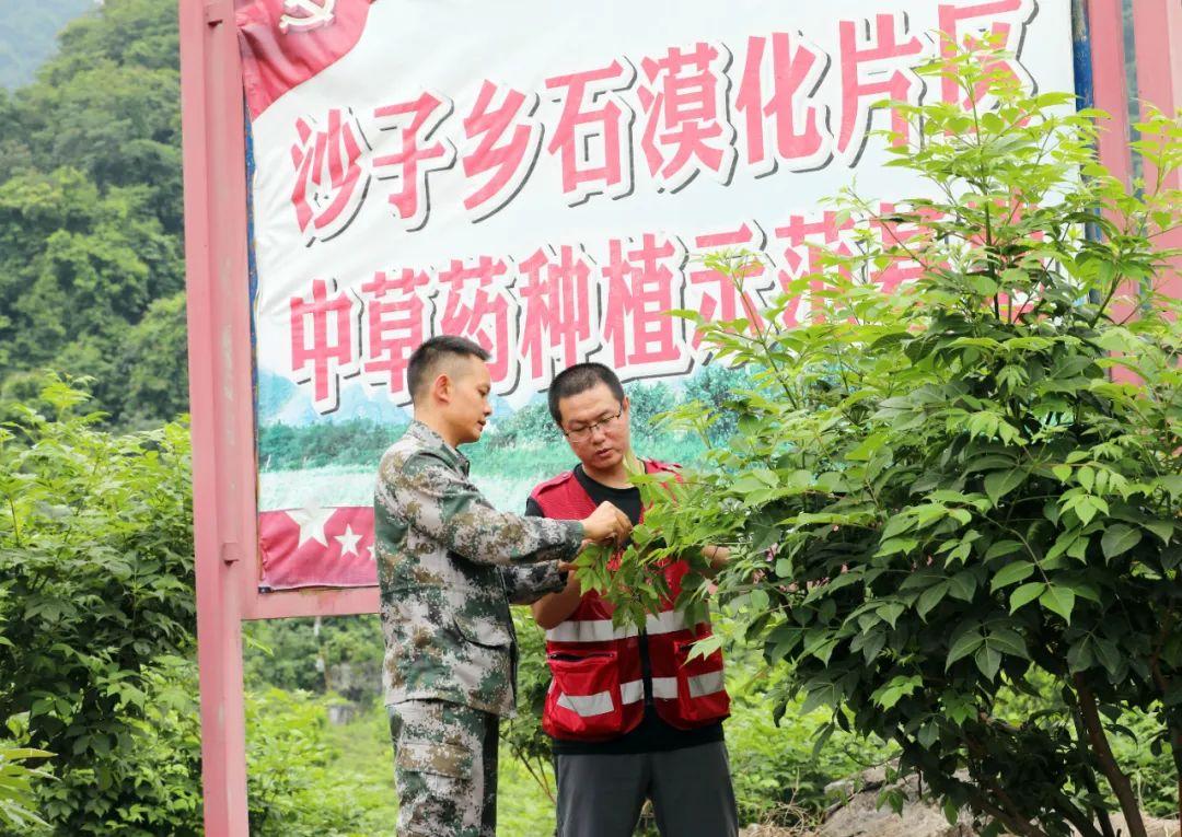 视频致富种植青蒿是真的吗_种青蒿能挣钱吗_青蒿种植致富视频