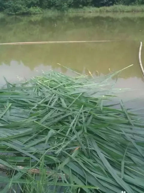 养殖草鱼技术大全图解_养殖草鱼技术大赛视频_大草鱼养殖技术