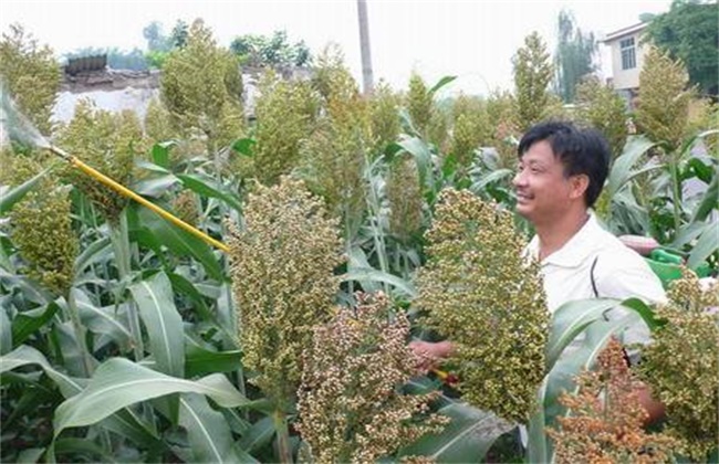 高粱的高产种植技术