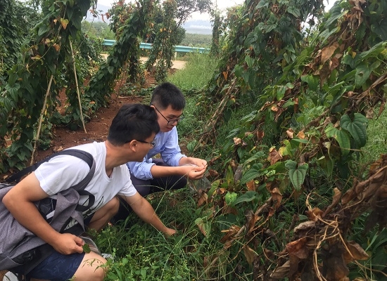 云南山药种植合作社联系方式_云南山药种植新技术_云南山药种植技术视频教程