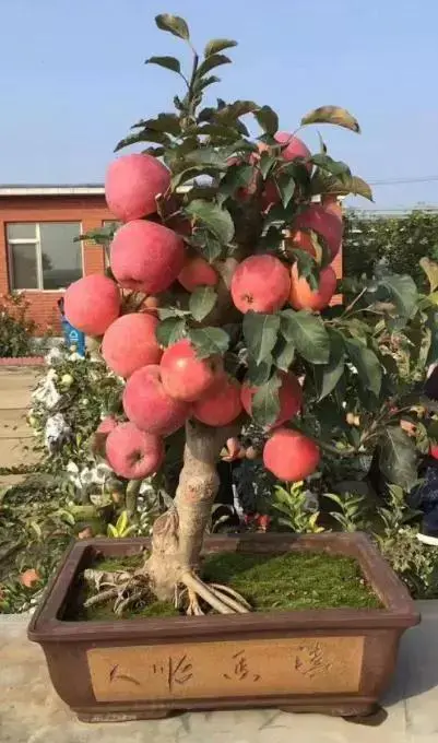 金丝草种子多少一斤_金丝草的养殖方法和注意事项_金丝草种植致富