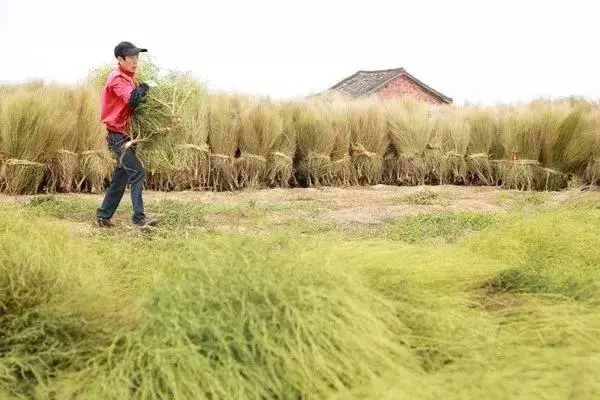 金丝草种植致富_金丝草种子多少一斤_金丝草的养殖方法和注意事项