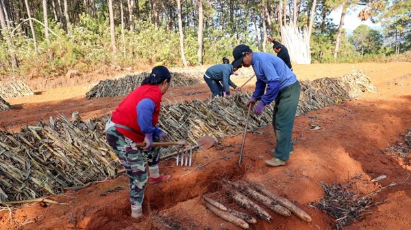 云南野生山药种子_云南山药种植技术视频教程_云南山药种植新技术