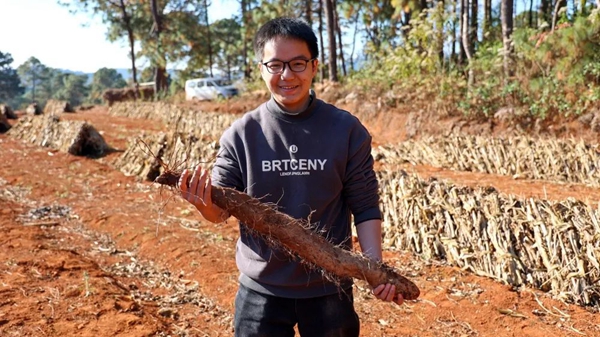 云南山药种植技术视频教程_云南野生山药种子_云南山药种植新技术