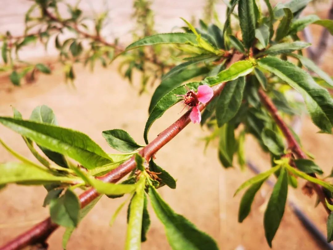 桃子种植致富_致富经种冬桃_桃子种植利润