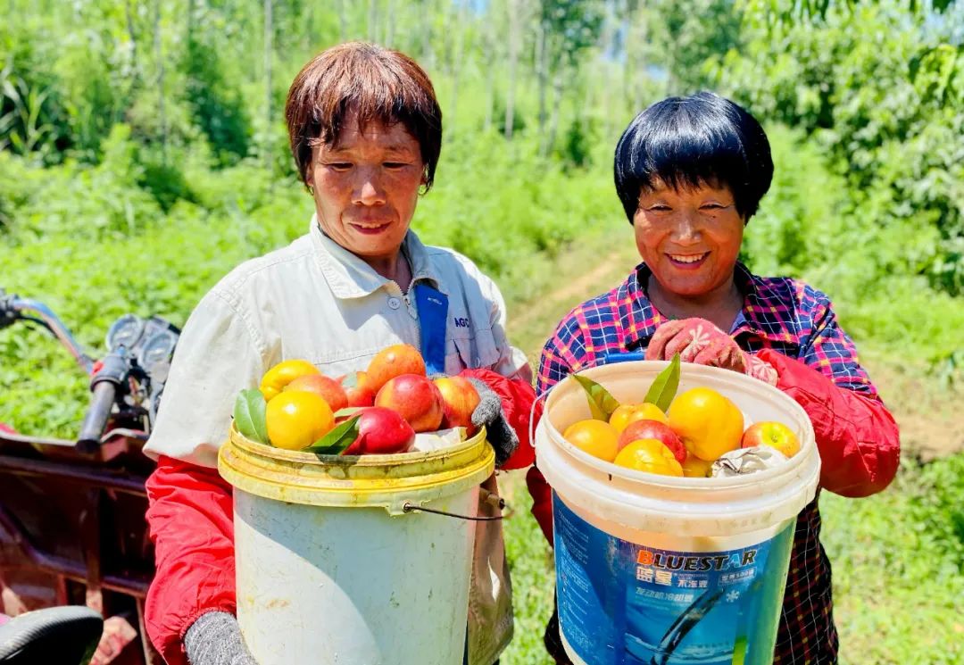 致富经扁桃种植_桃子种植致富_致富经种桃树视频