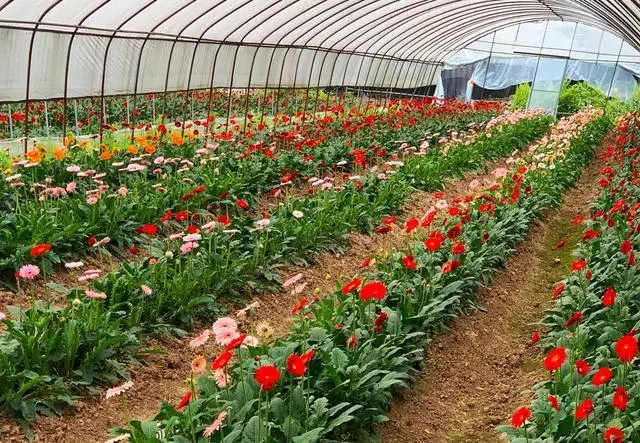 非洲菊种植致富_种植非洲菊走上致富路_种非洲菊赚钱吗