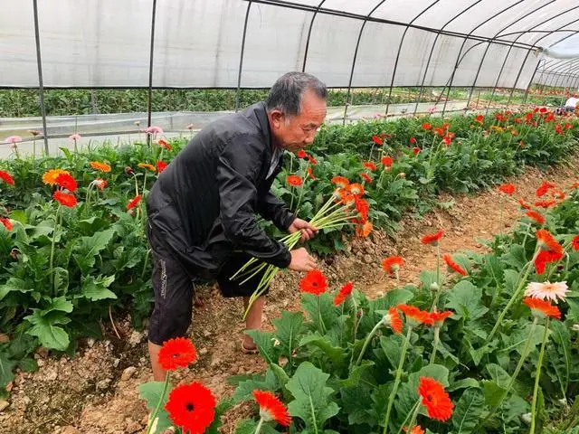 非洲菊种植致富_种植非洲菊走上致富路_种非洲菊赚钱吗