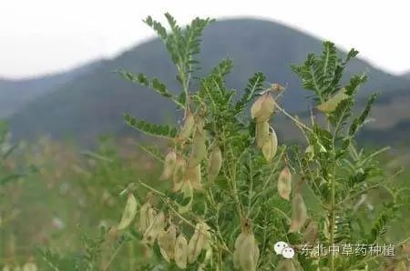 致富药材东北种植基地在哪_东北地区药材种植_东北药材种植致富经