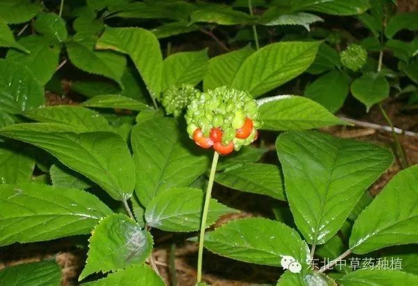 东北地区药材种植_东北药材种植致富经_致富药材东北种植基地在哪