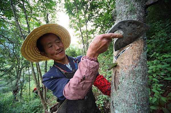 漆树有什么价值？漆树的种植前景