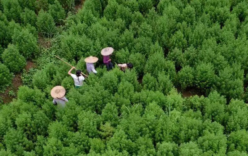 种植青蒿一亩地多少钱_青蒿如何种植_青蒿种植致富视频