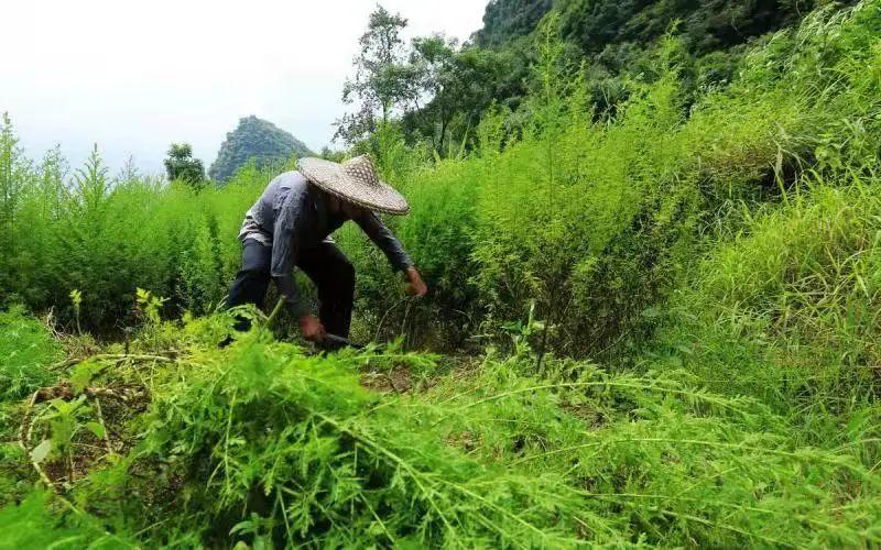 青蒿种植致富视频_青蒿如何种植_种植青蒿一亩地多少钱