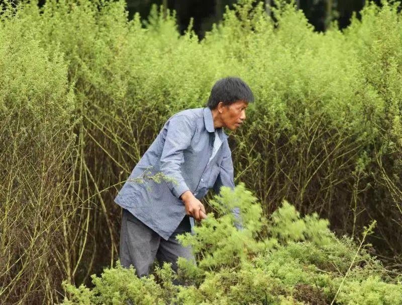 青蒿种植致富视频_青蒿如何种植_种植青蒿一亩地多少钱