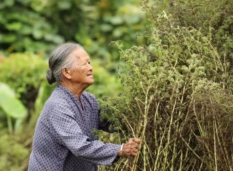 青蒿如何种植_种植青蒿一亩地多少钱_青蒿种植致富视频