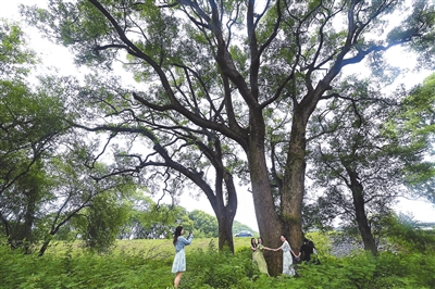 樟香千年 绿动乡村（图）