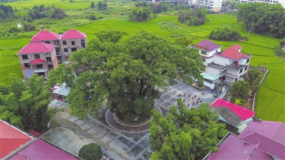 致富经董红卫种植龙脑樟树_龙脑樟树苗产地_龙脑樟树种植成本利润