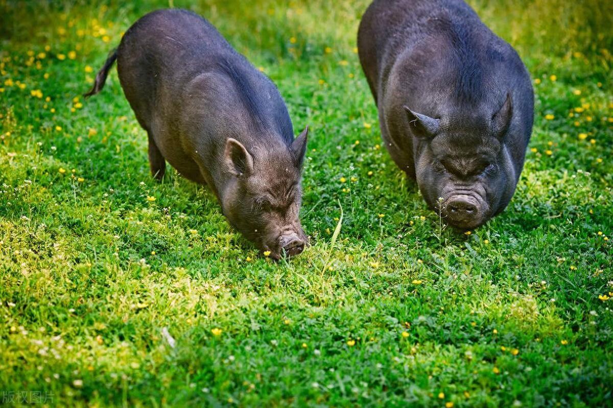 体型大、肉质好、易饲养、产肉量高 我国成功培育本土黑猪新品种