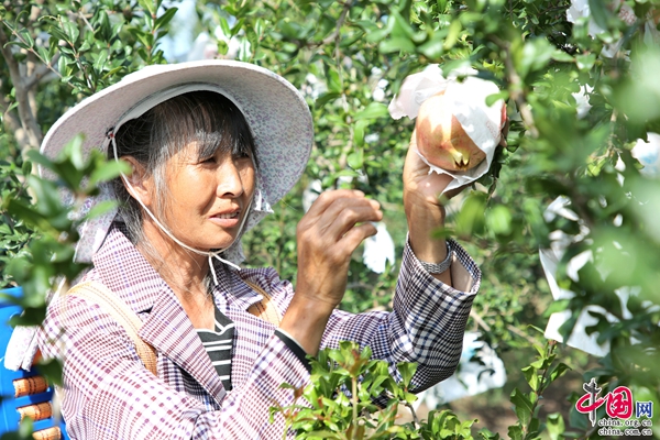 致富种植果黄金多少一斤_种植黄金果致富_如何种植黄金果