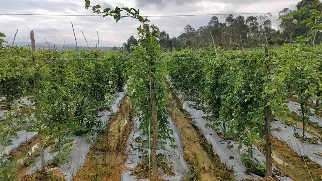 种植黄金果致富_黄金果种植技术视频_致富种植果黄金怎么样