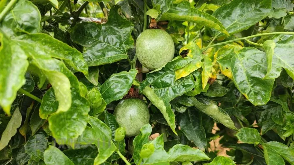 致富种植果黄金怎么样_黄金果种植技术视频_种植黄金果致富