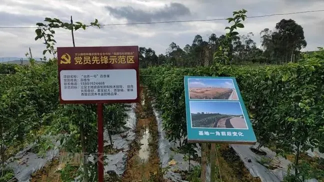 黄金果种植技术视频_致富种植果黄金怎么样_种植黄金果致富