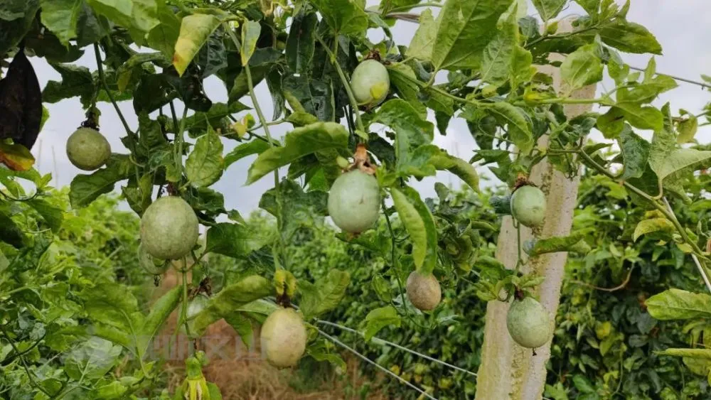 致富种植果黄金怎么样_种植黄金果致富_黄金果种植技术视频