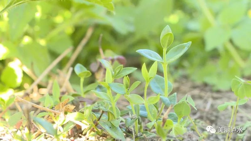 东北地区药材种植_东北药材种植致富经_致富药材东北种植基地在哪