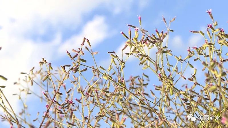 东北地区药材种植_东北药材种植致富经_致富药材东北种植基地在哪