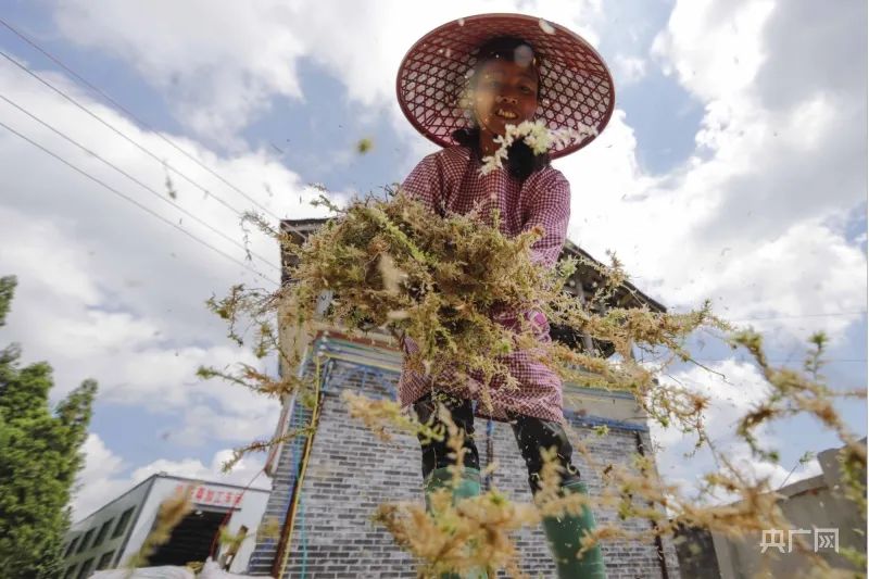 致富草种植_种草致富经_致富种植视频全集