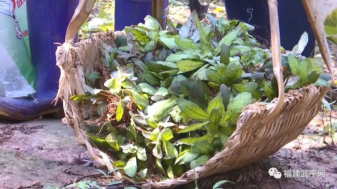 致富草种植_种草致富经_致富种植视频全集