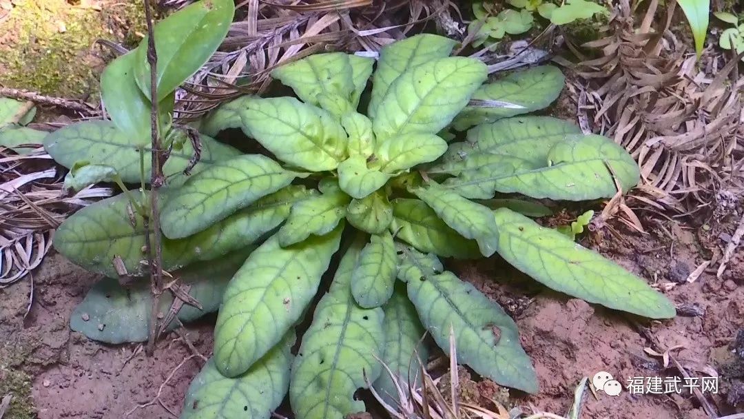 种草致富经_致富草种植_致富种植视频全集