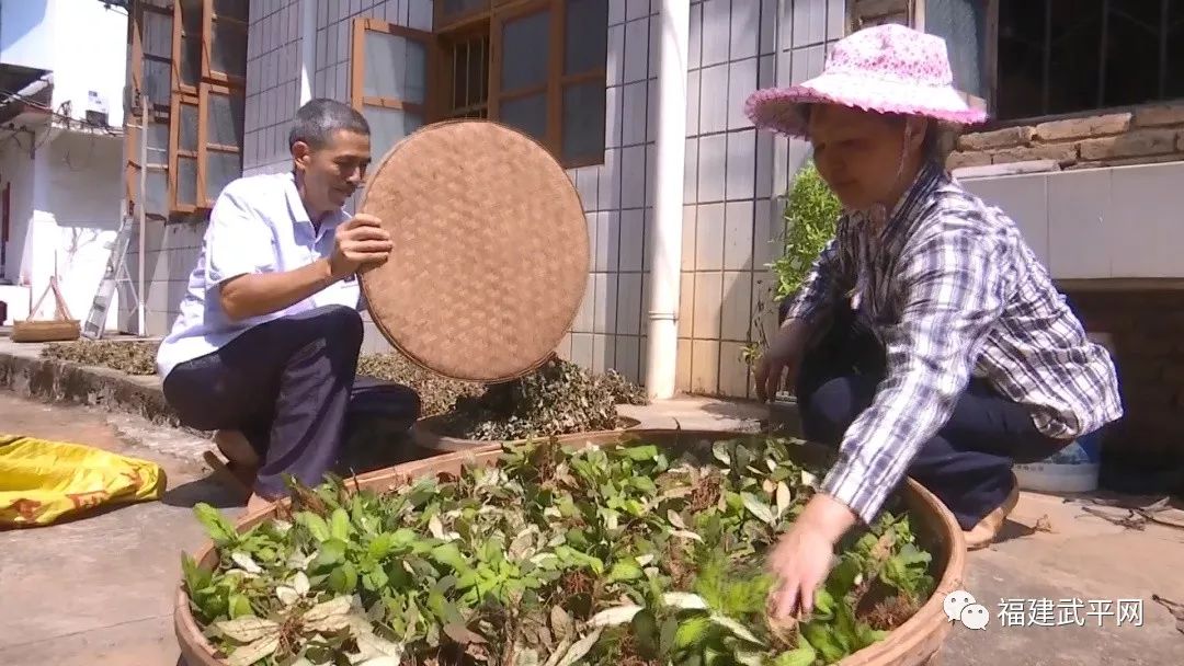 种草致富经_致富草种植_致富种植视频全集