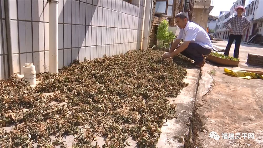 种草致富经_致富草种植_致富种植视频全集