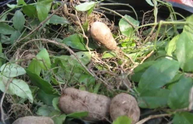 致富种植视频全集_致富种植什么比较赚大钱_致富草种植