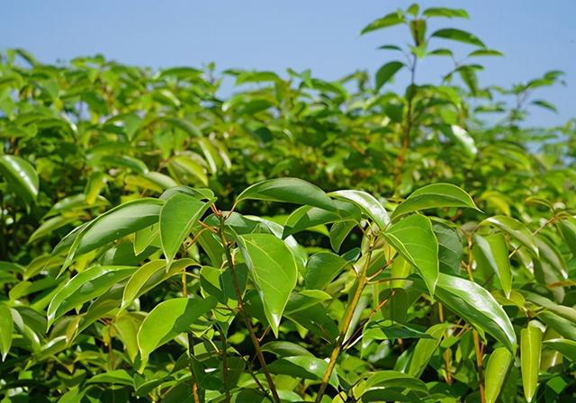 龙脑樟树种植前景董红卫_龙脑樟树致富经_致富经董红卫种植龙脑樟树